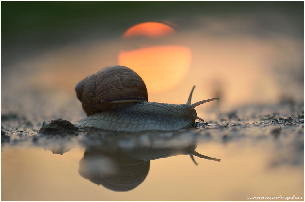 Weinbergschnecke