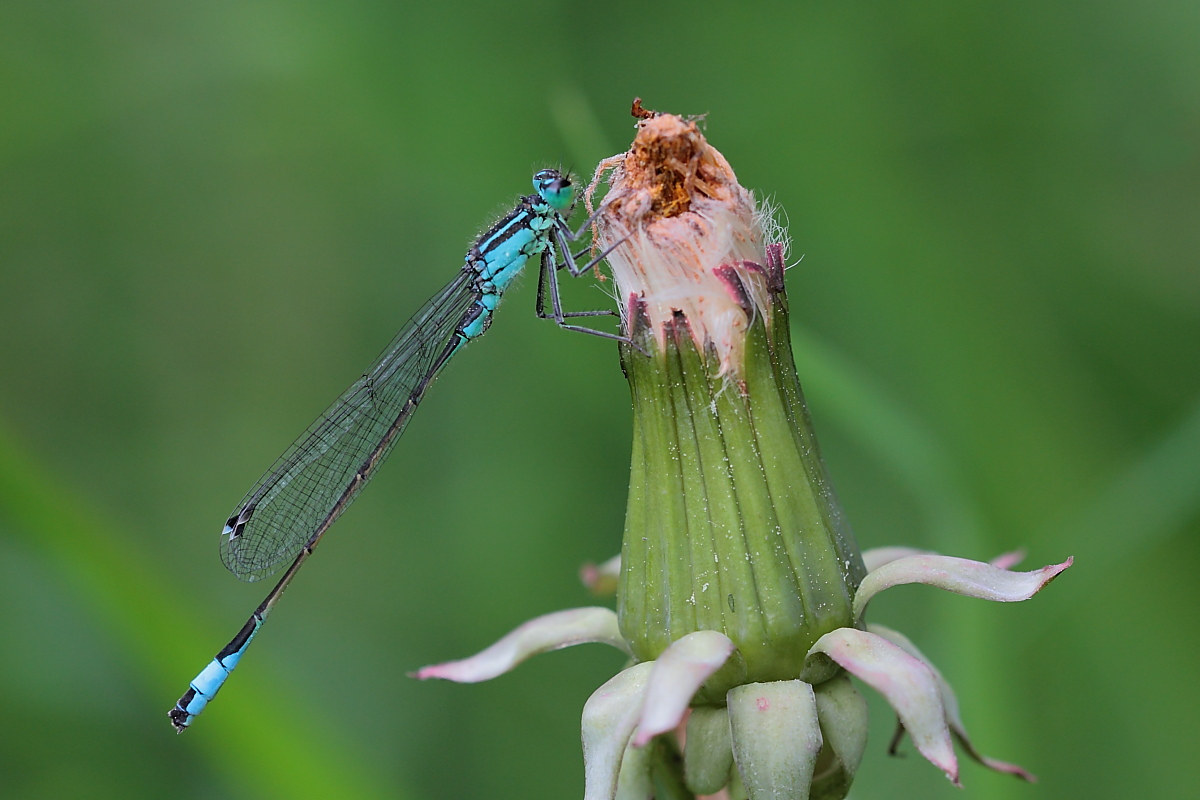 Große Pechlibelle