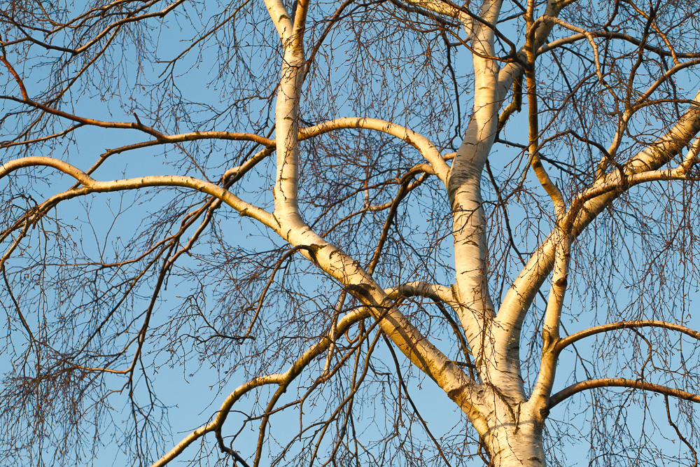Birke im Winter