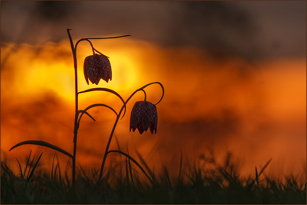 Schachbrettblumen