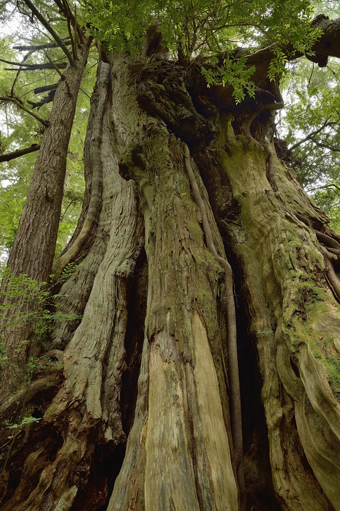 Hanging garden tree