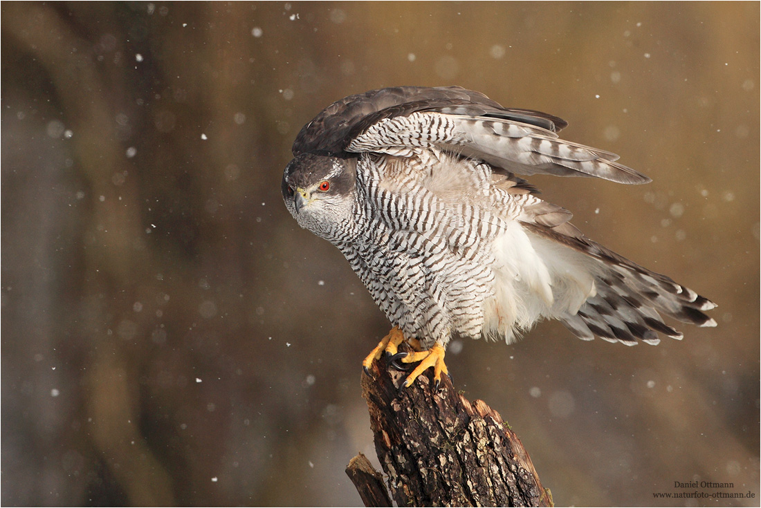 Der letzte Schnee,