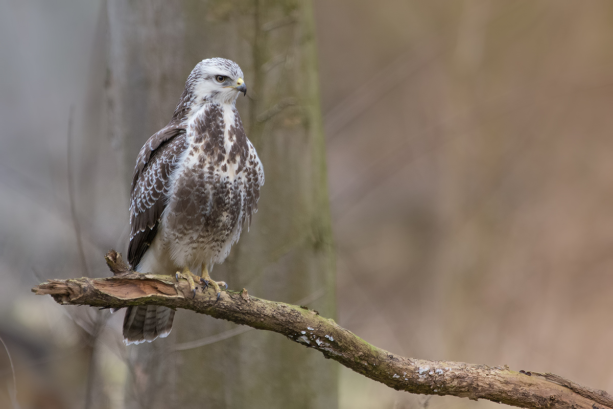 Strenger Blick