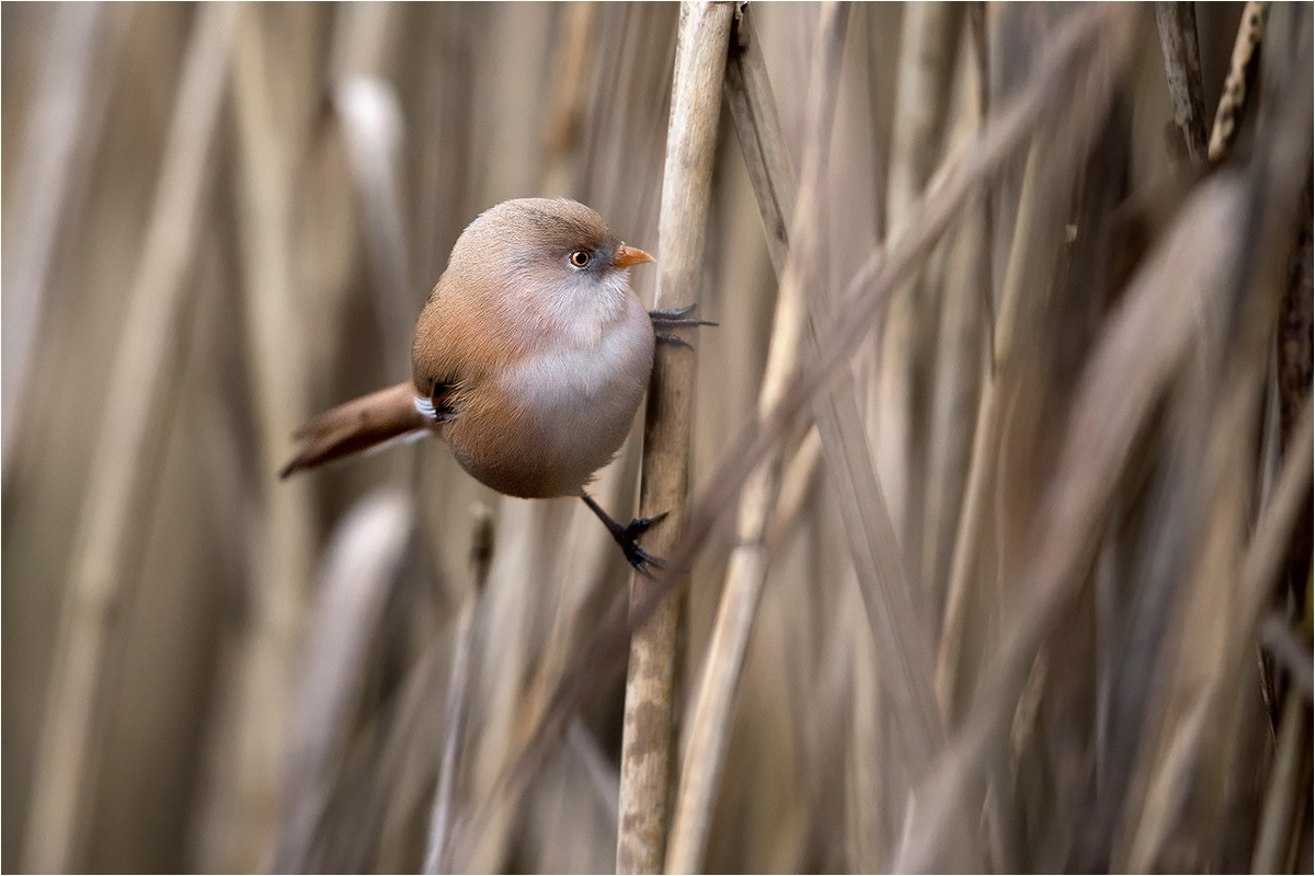 Bartmeise (Panurus biarmicus) weiblich