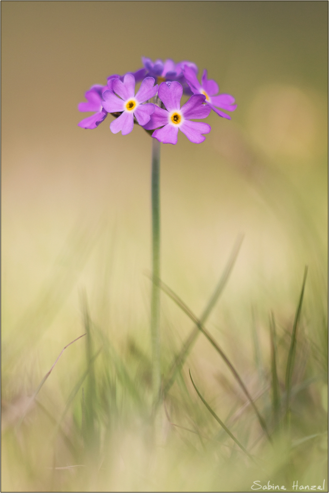 ~ primula farinosa ~