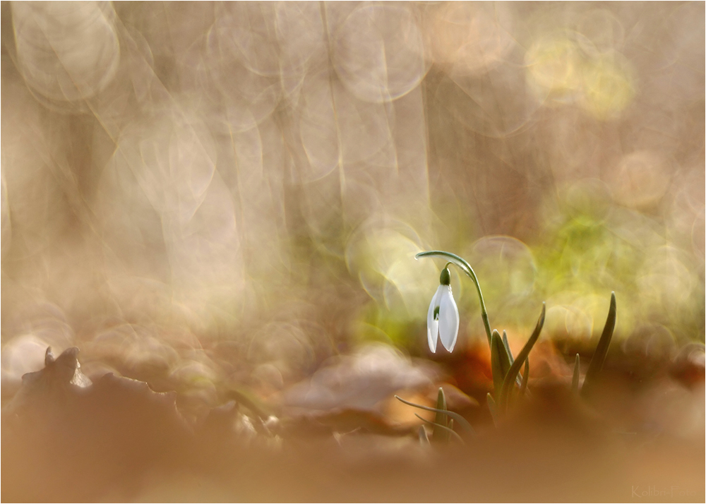 Frühling mitten im Winter