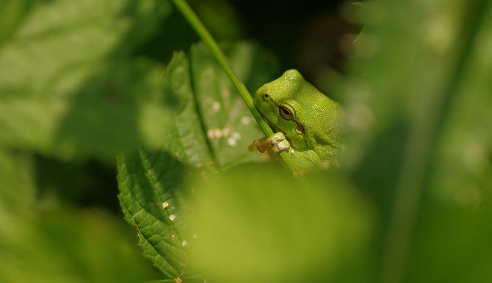 Frosch gut versteckt