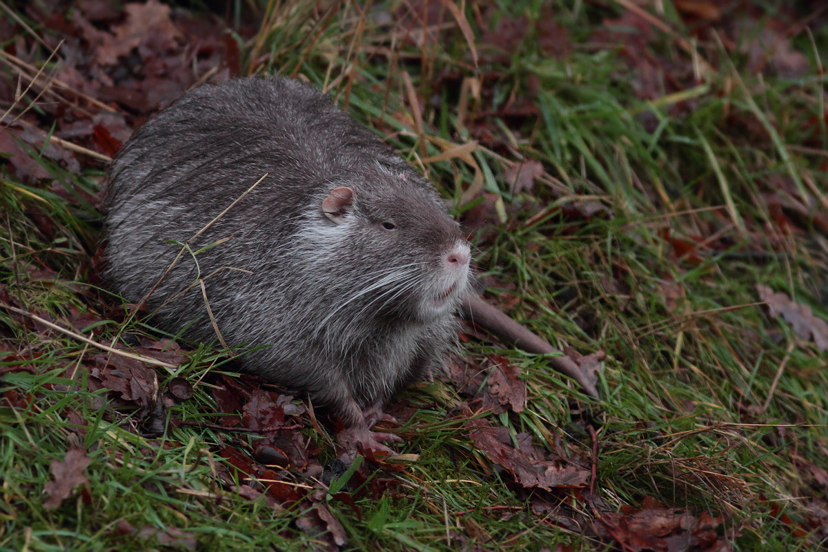 Nutria in heller Ausführung