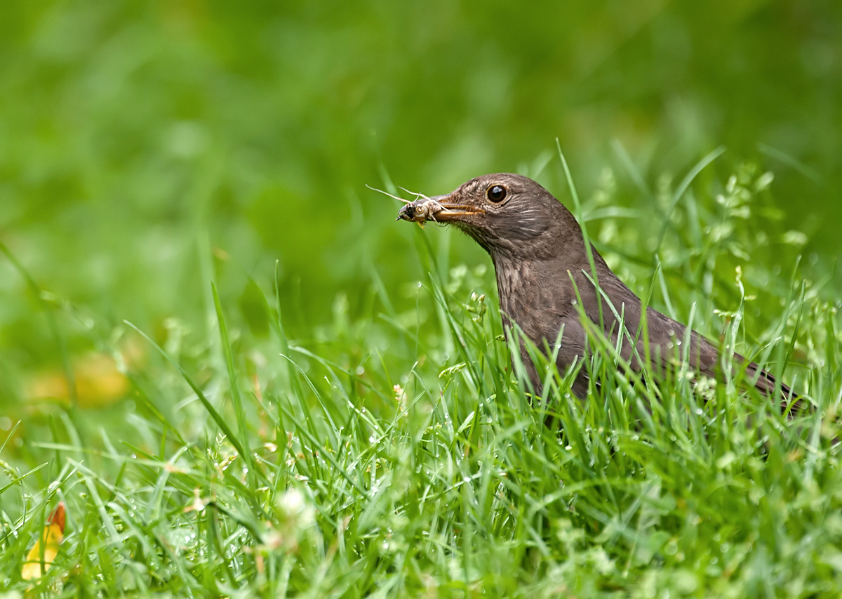 Charly Amsel seine Frau nutzt  das Angebot beim Früheinkauf..