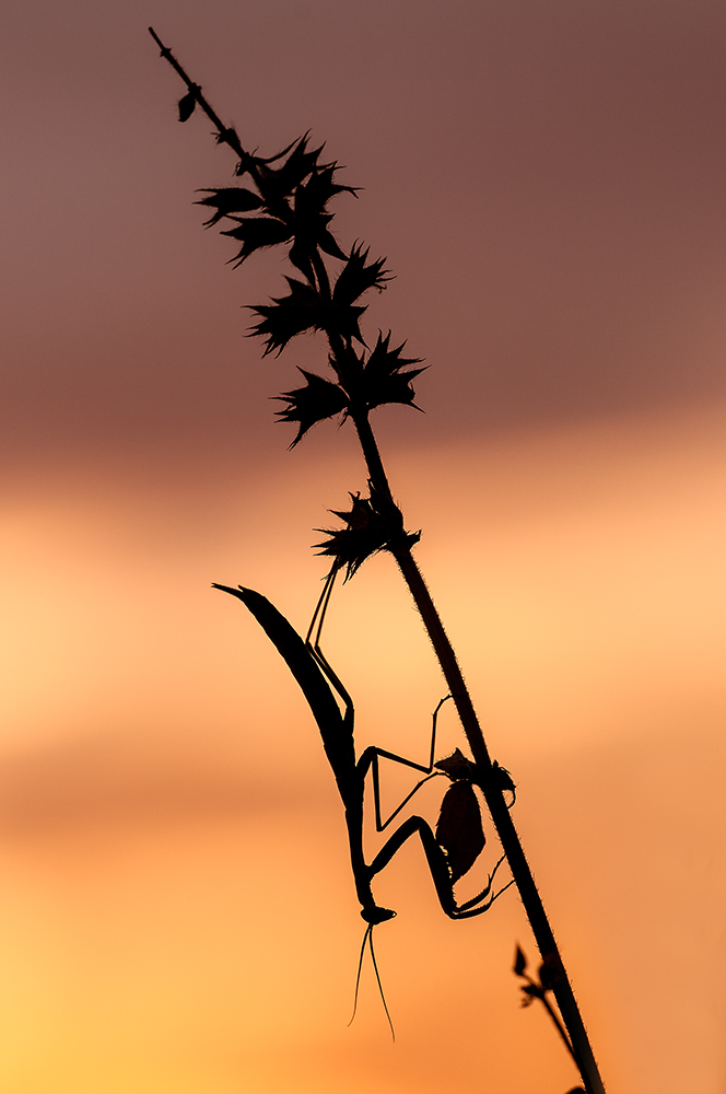 Mantis im lezten Licht