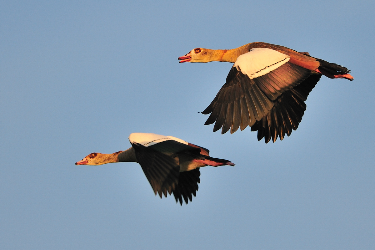 Nilgänse