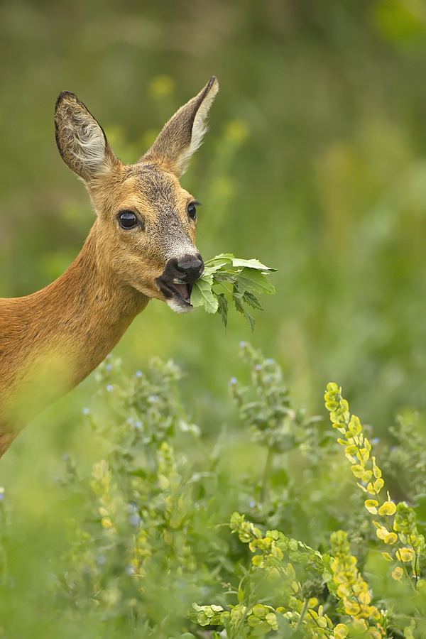 "... in Hülle und Fülle..."