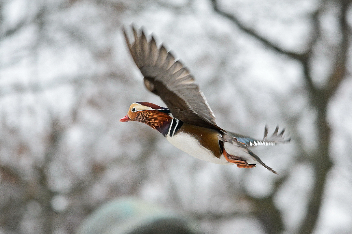 Fliegende Mandarinente
