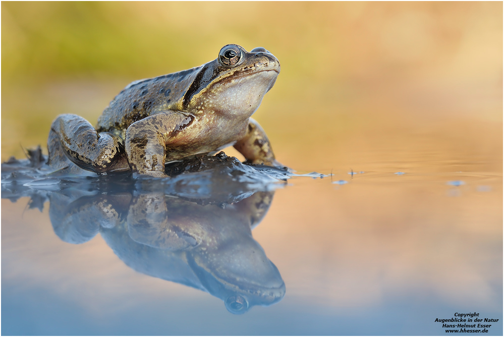 Grasfrosch (Rana temporaria)