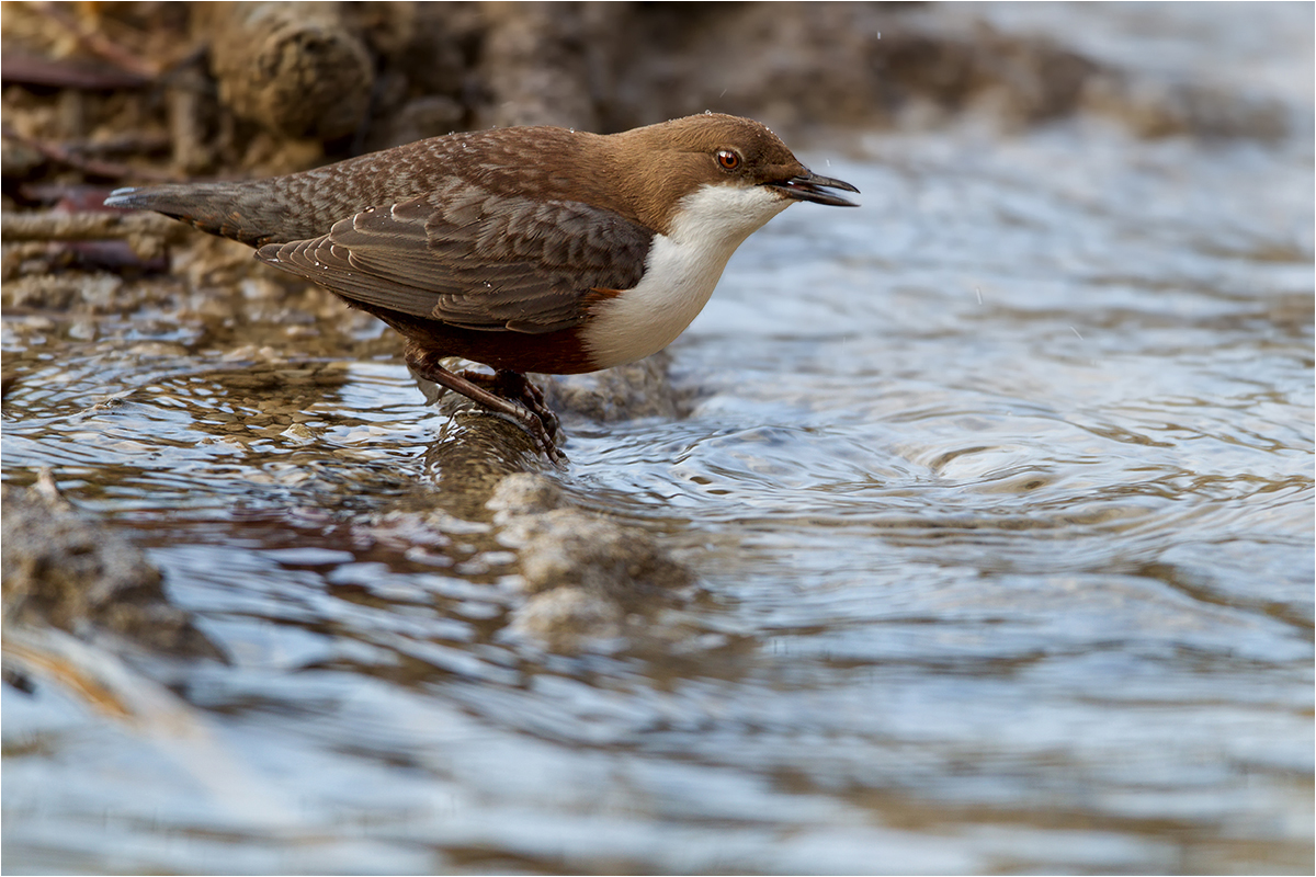 Wasseramsel - Cinclus cinclus
