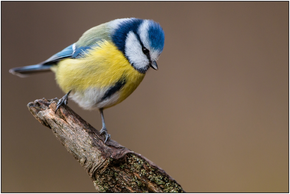 Blaumeise