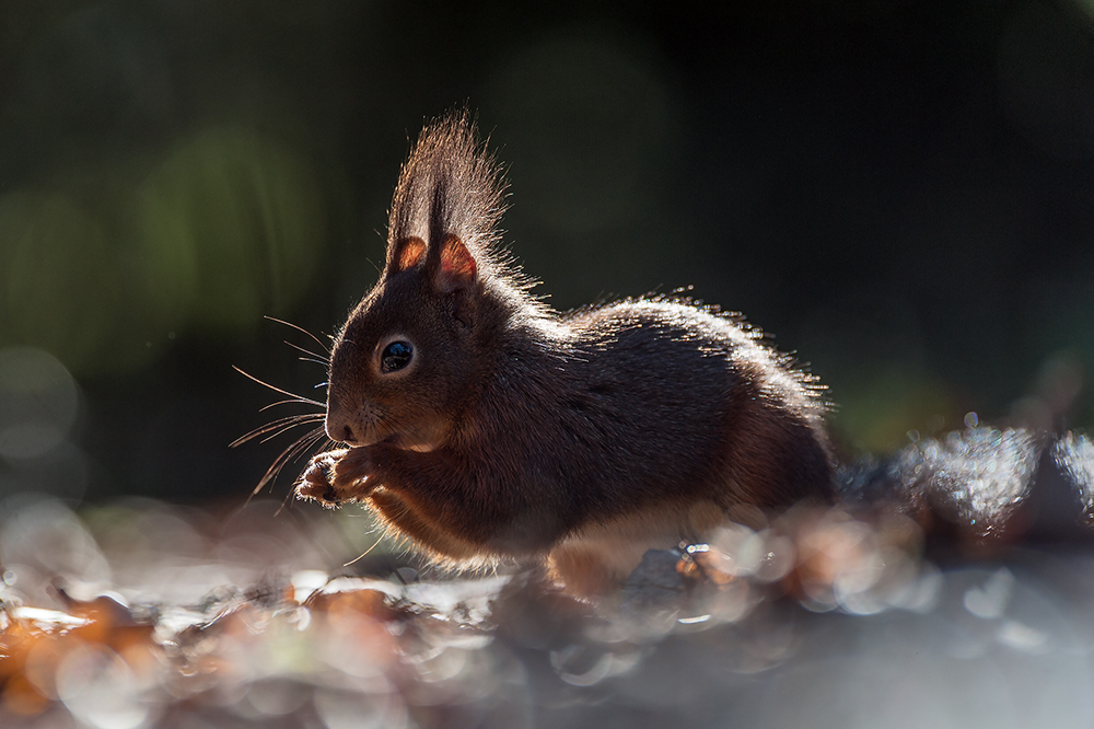 Noch ein Eichhörnchen