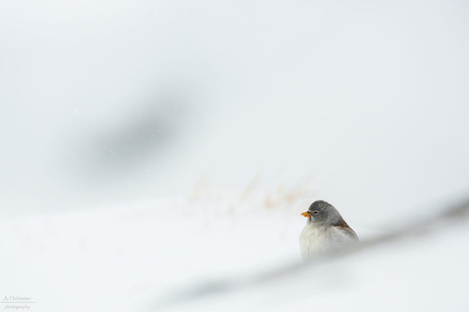 Schneesperling