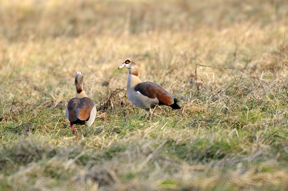 Nilgänse im Morgenlicht