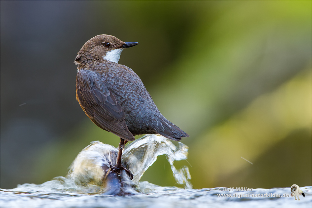 Wasseramsel