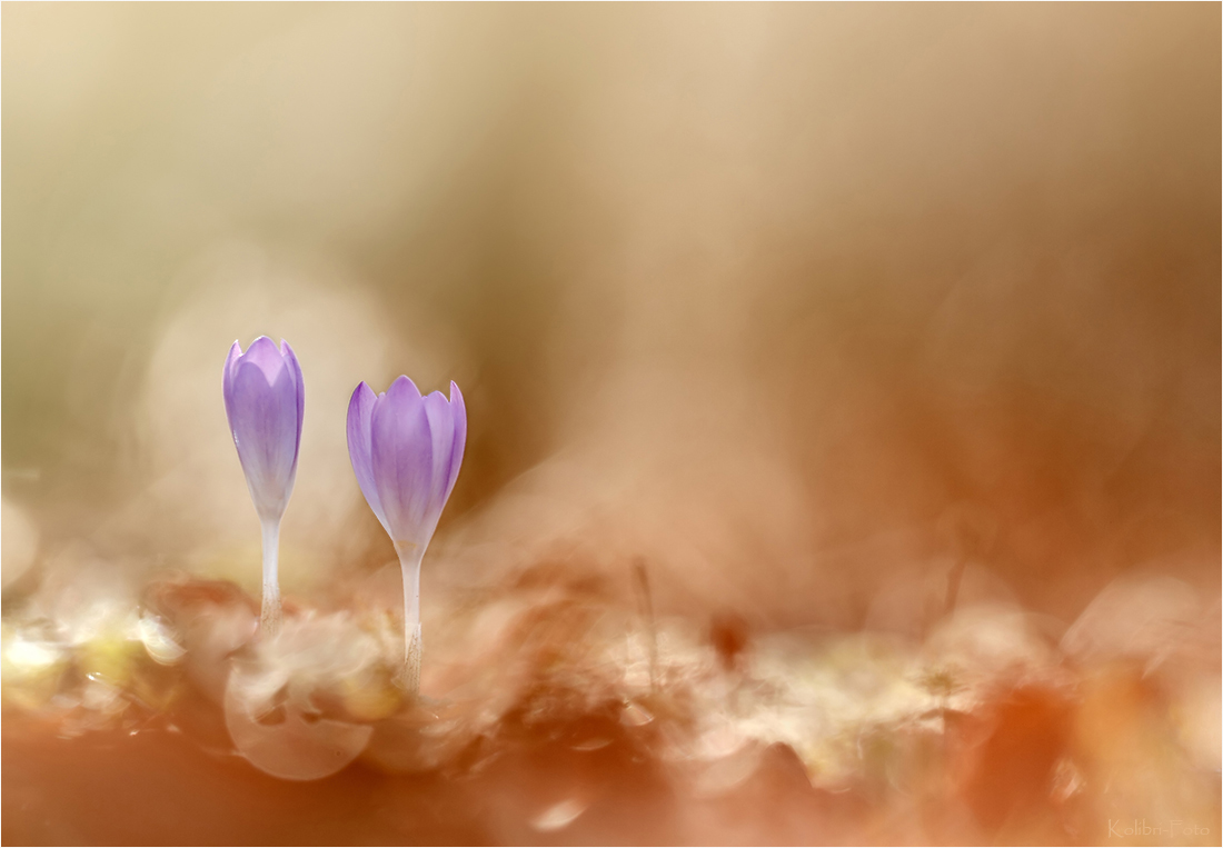 Springtime