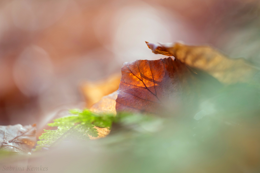 Herbstfarben