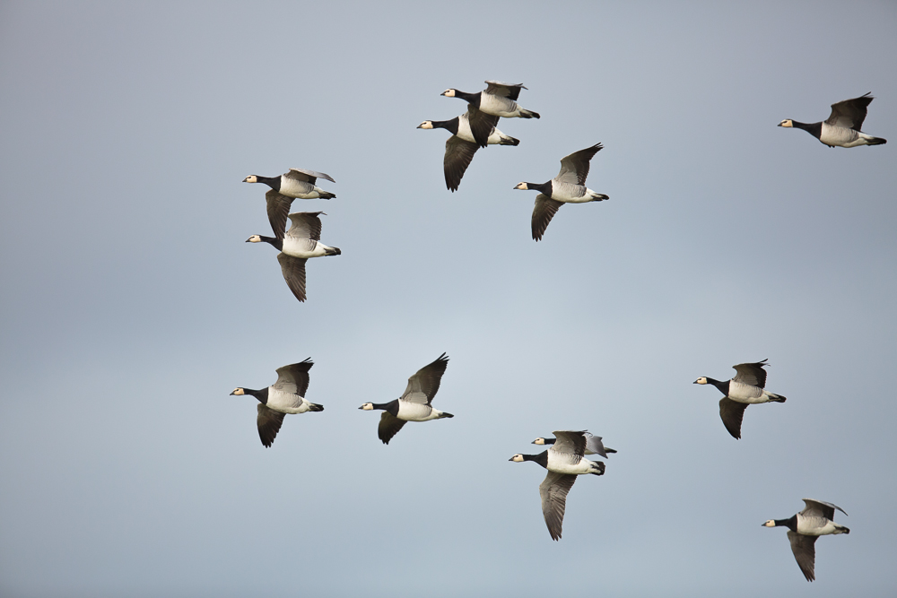 Weißwangengänse im Flug