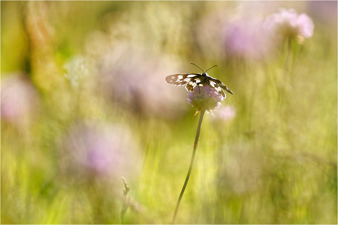durch die Blume geschaut