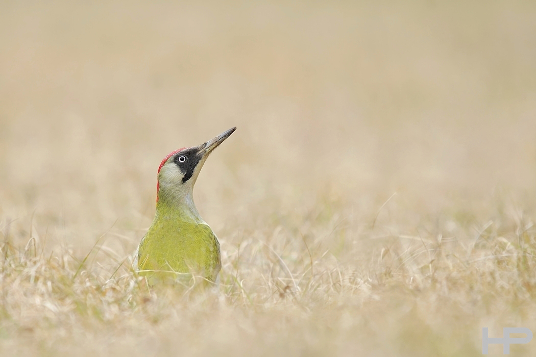 Jahresvogel