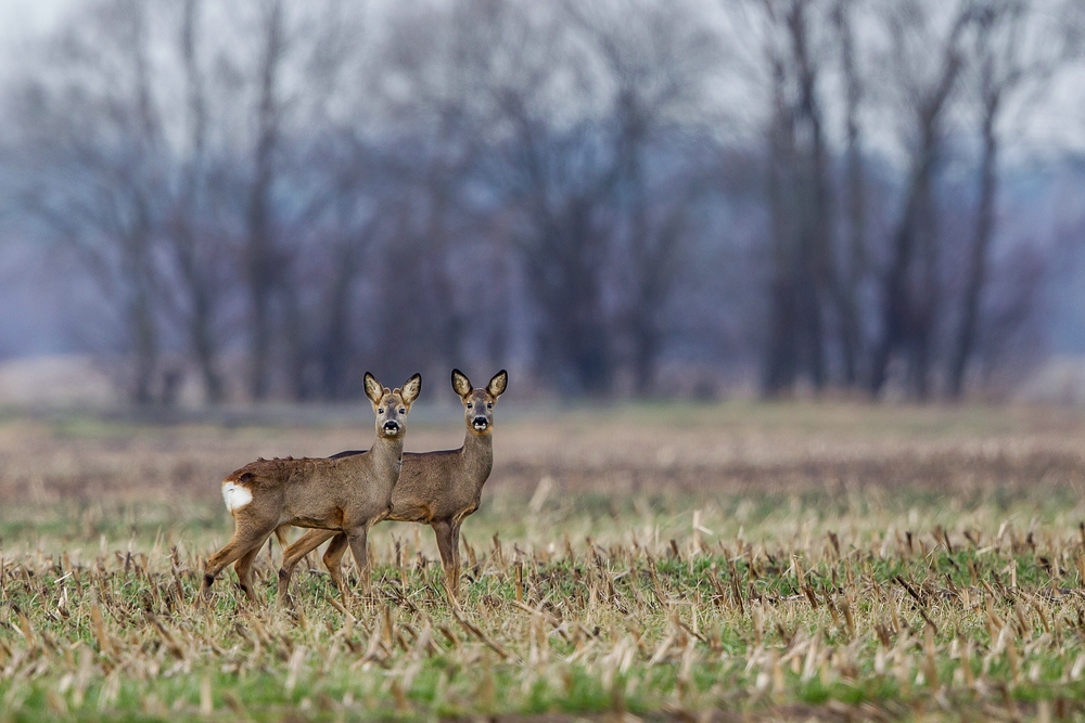 junge Rehe...