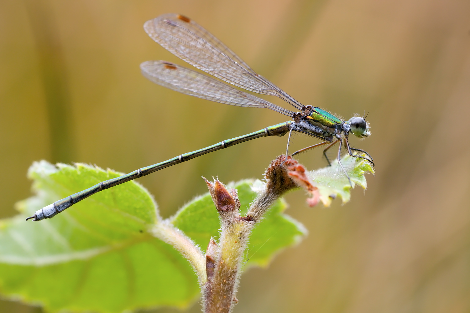 Lestes virens – Kleine Binsenjungfer - Männchen