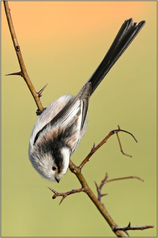 Schwanzmeise (Aegethalos caudatus)