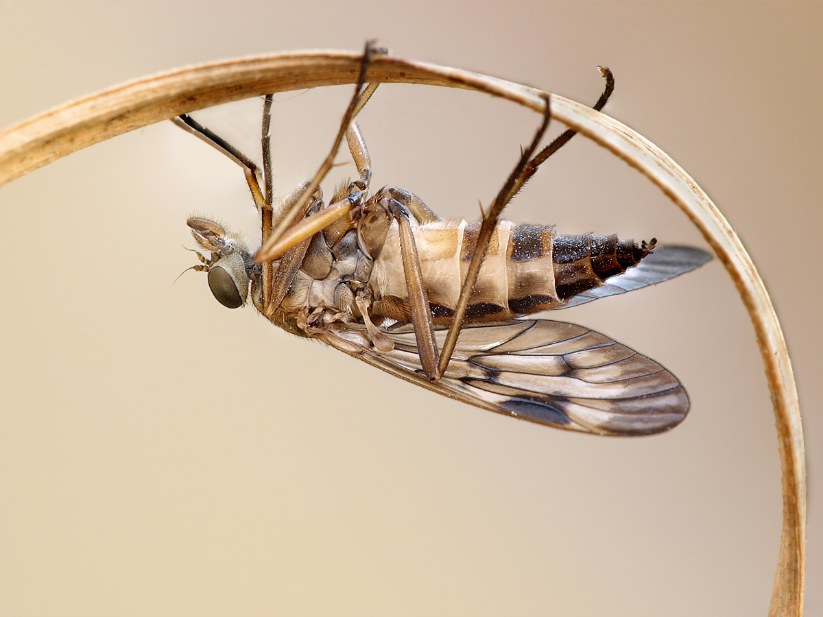 Diese Schnepfenfliege