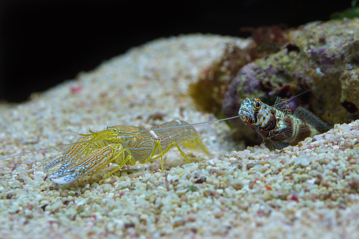 Symbiosepaar