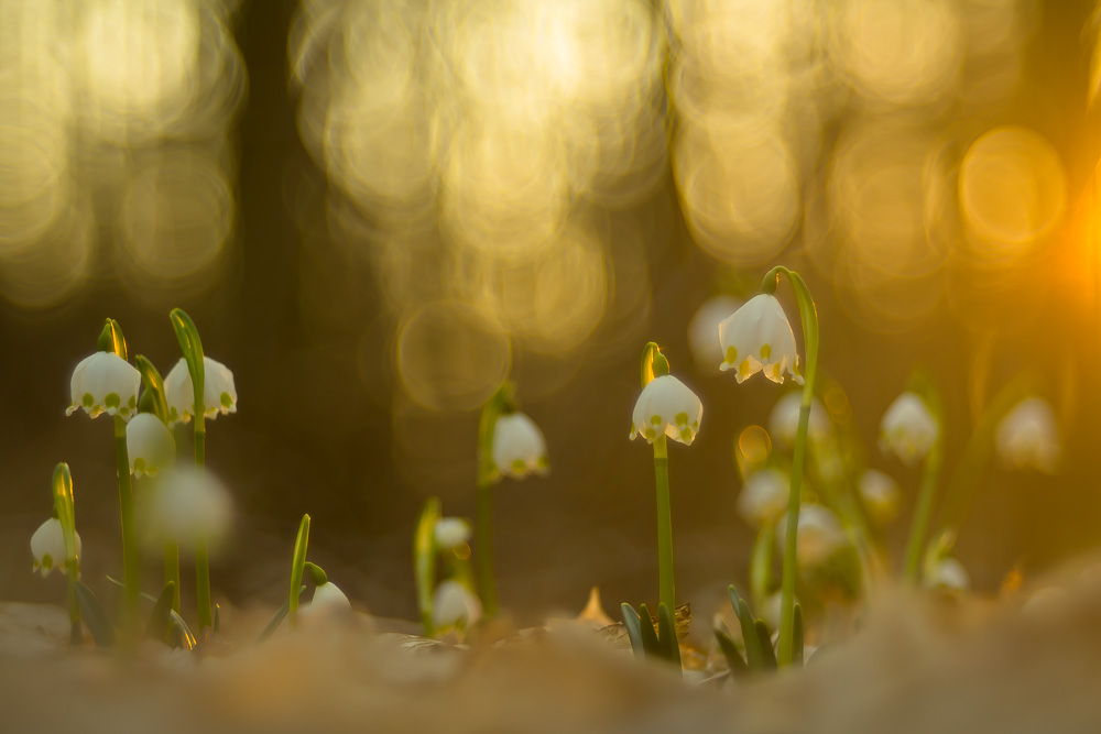 Streiflicht im Auwald