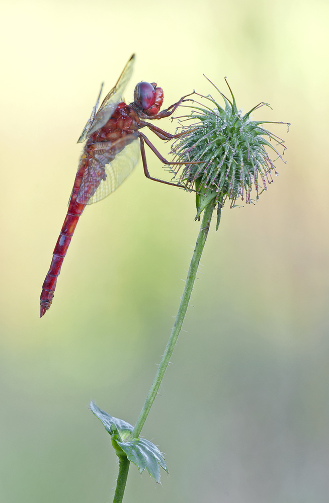 "Crocothemis erythraea"