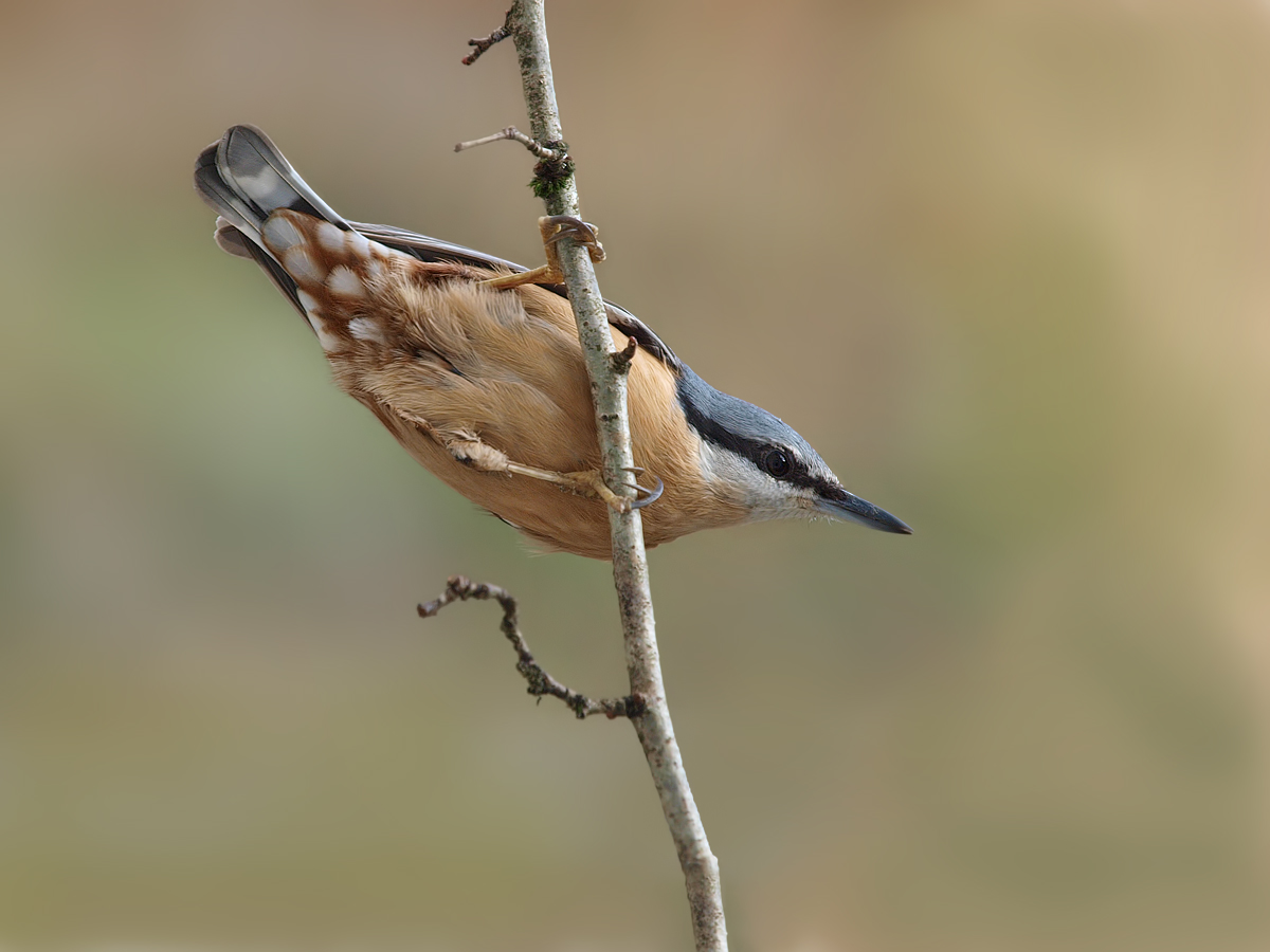 unser Hausvogel :-)