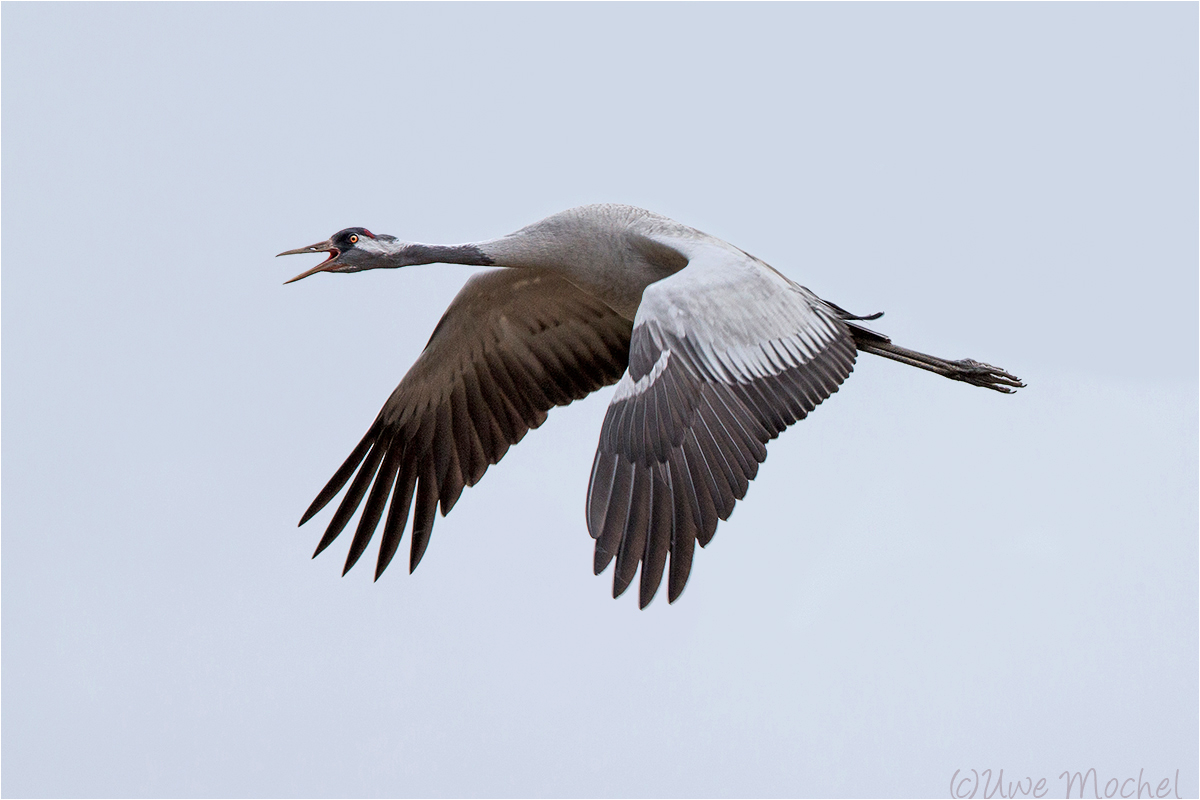 Grus grus - Graukranich