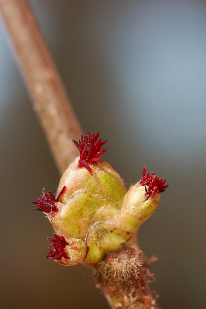 weibliche Blüten der Haselnuss