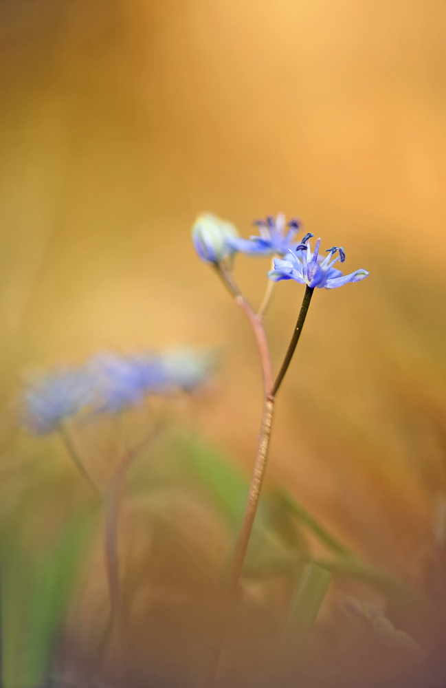 Frühling im  Auwald