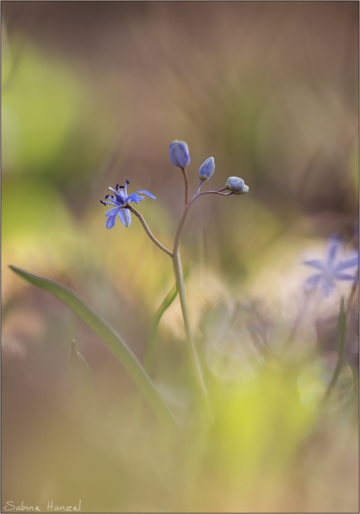 ~ Scilla bifolia ~