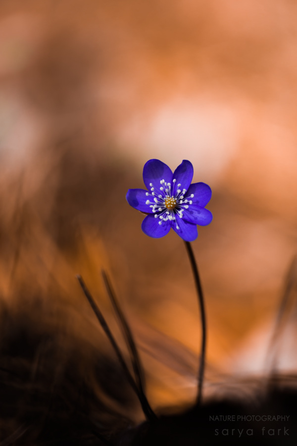 hepatica nobilis