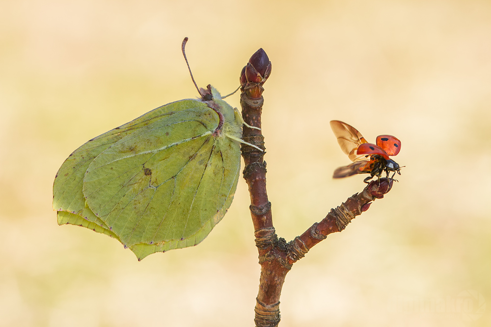 Ich flieg schon mal in den Frühling... kannst ja nach kommen!