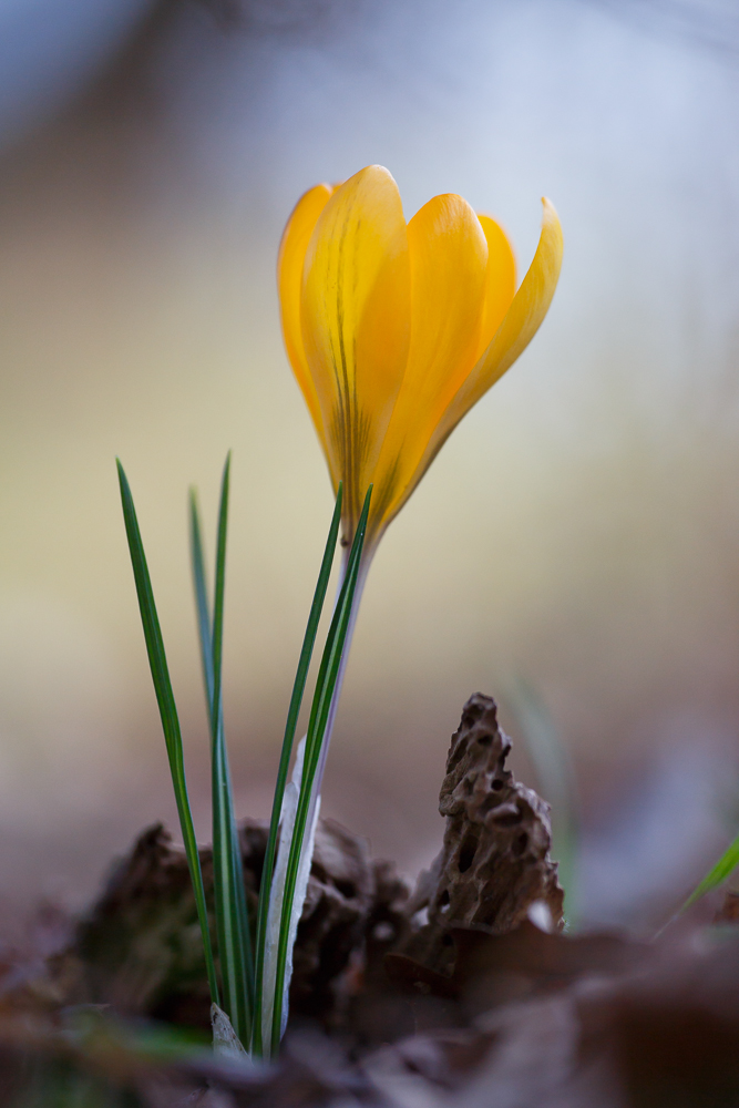 Gold-Krokus