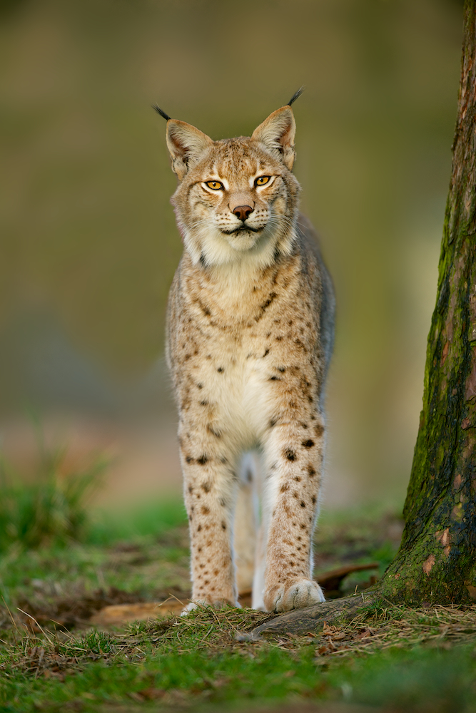 Junger Luchs