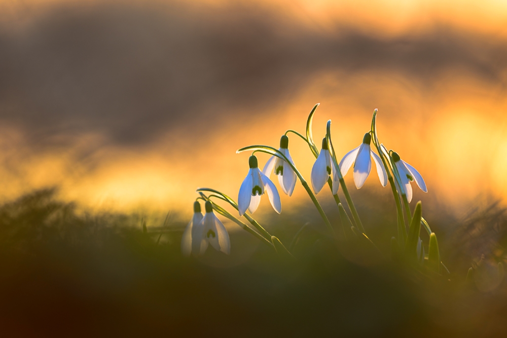 Sonnenkinder