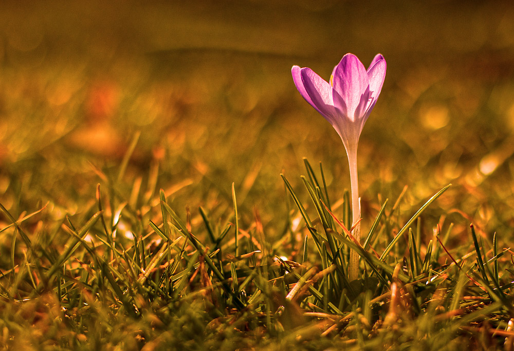 Frühling im Winter