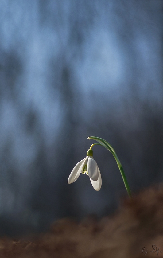 Das neugierige Glöckchen