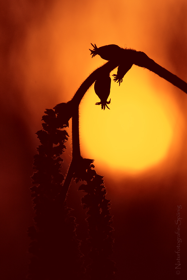 Gemeine Hasel (Corylus avellana) ...