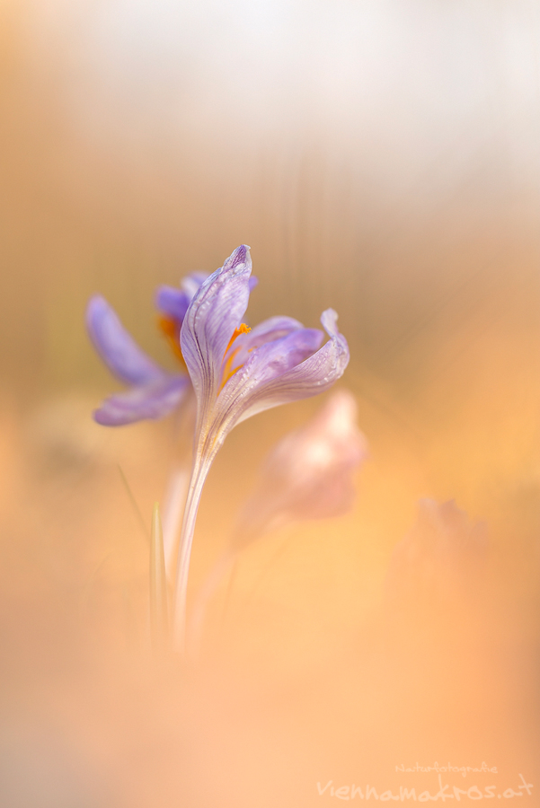 Krokusse